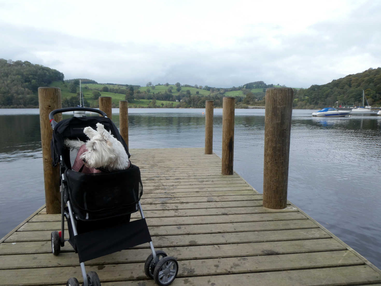poppy the westie in buggy at campsite pier