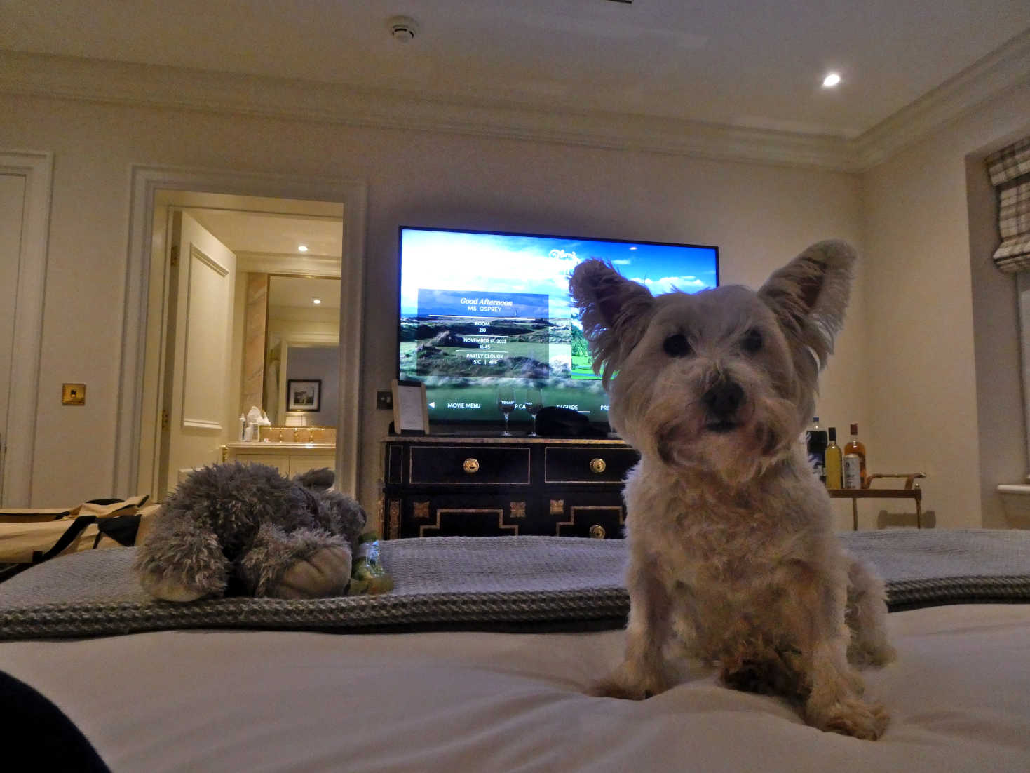 poppy the westie and big telly at trump turnberry