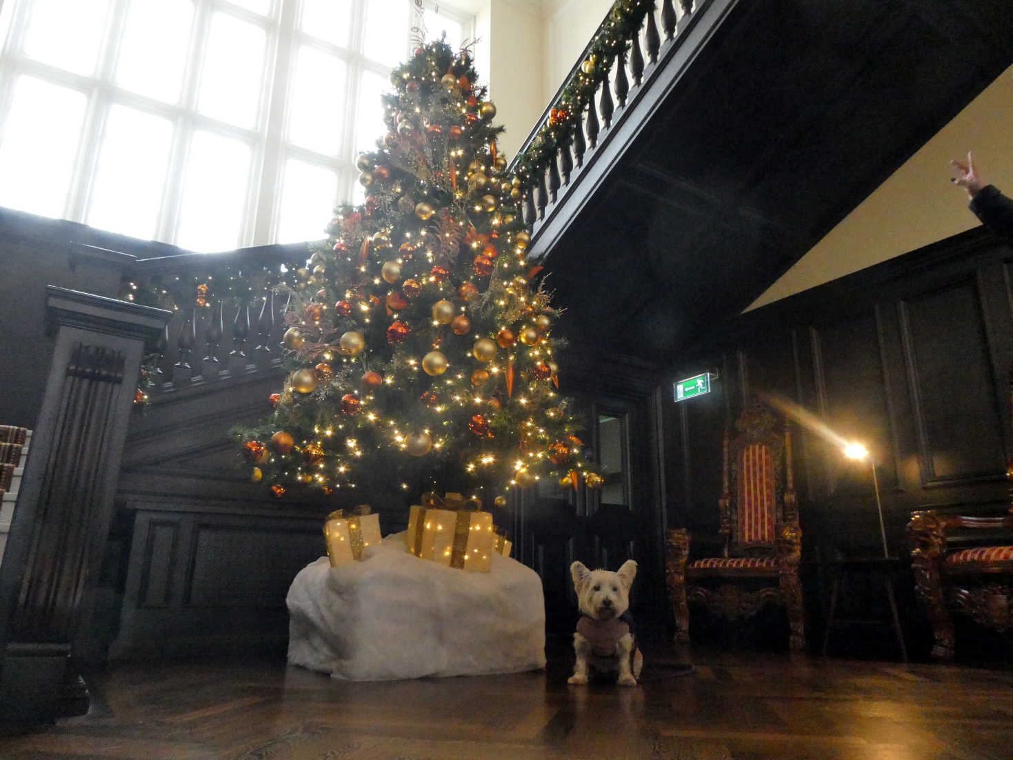 poppy the westie and christmas tree at trump turnberry