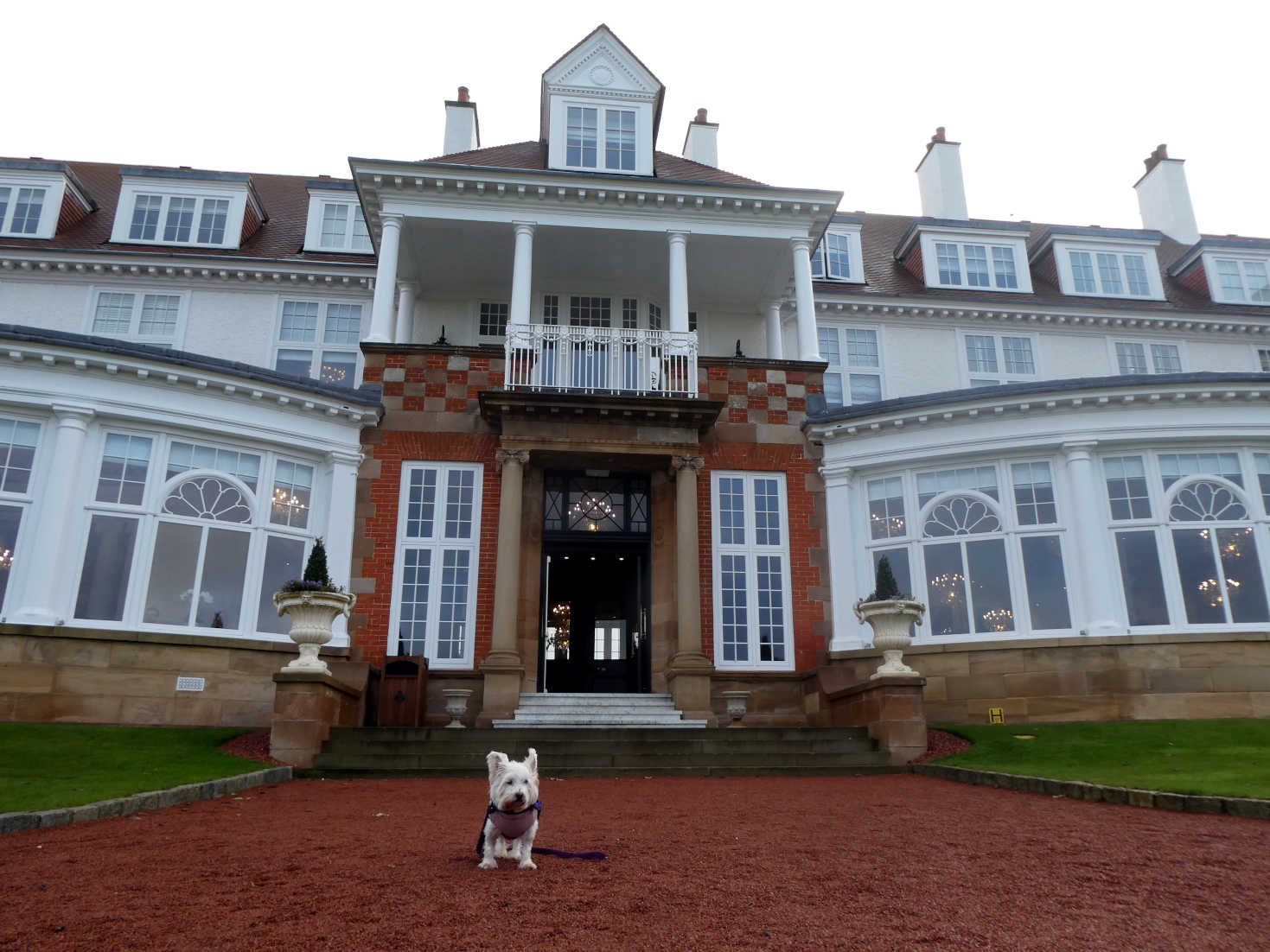 poppy the westie at trump turnberry