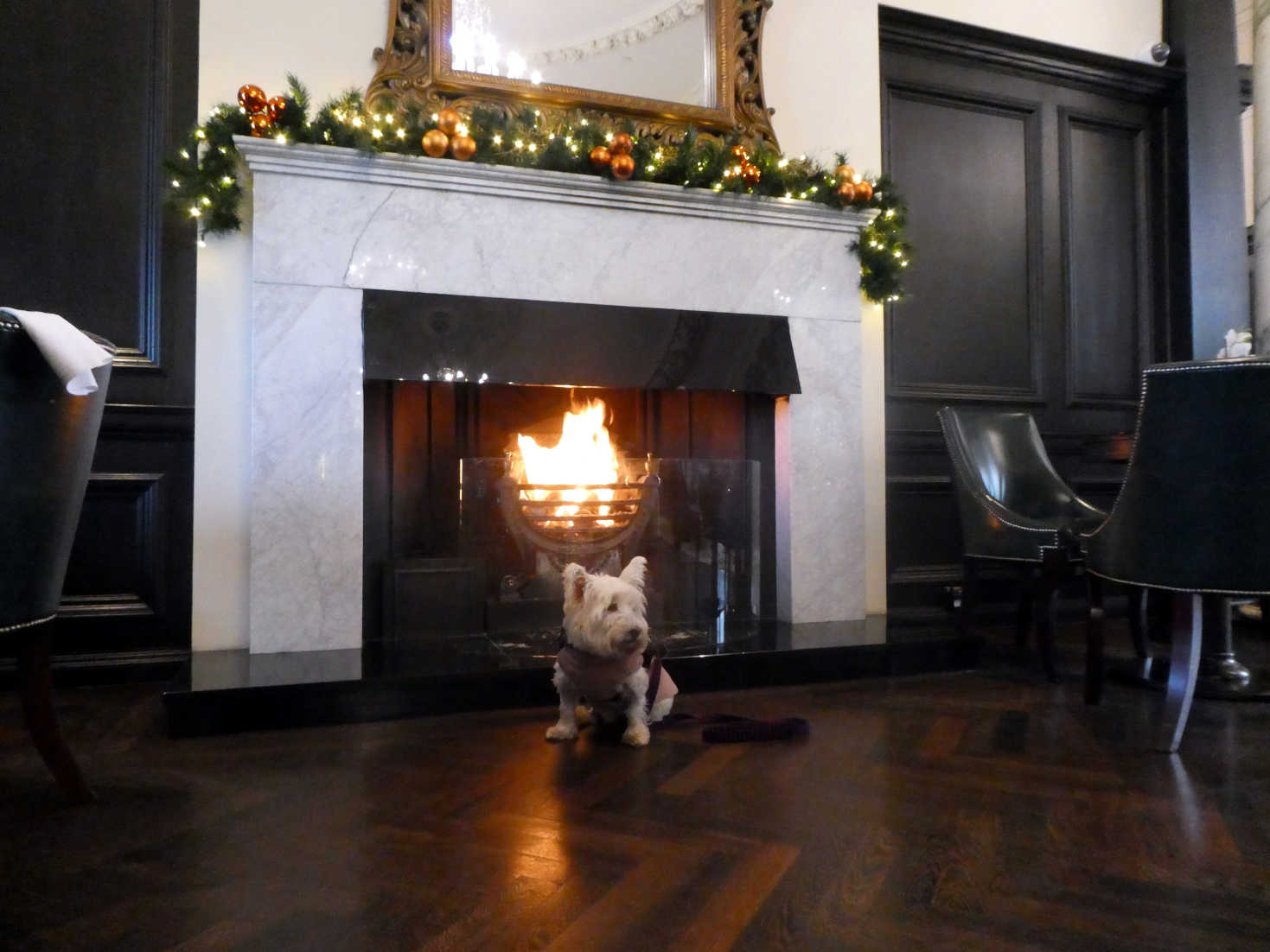 poppy the westie fimds the fire at trump turnberry