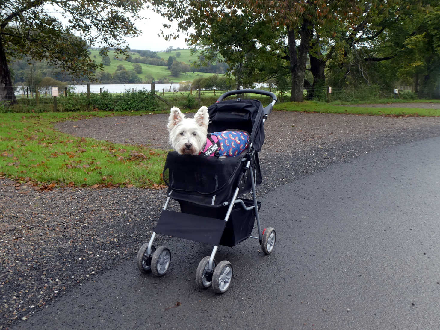 poppy the westie gets ready for a stroll