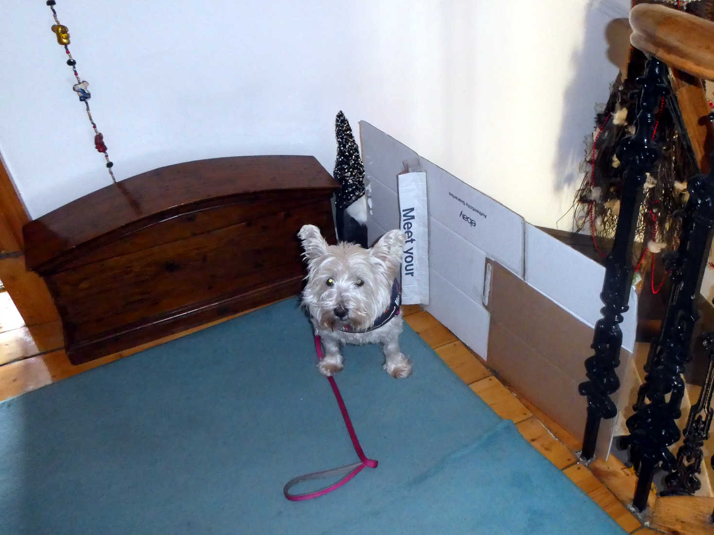 poppy the westie has to wait to be lifted