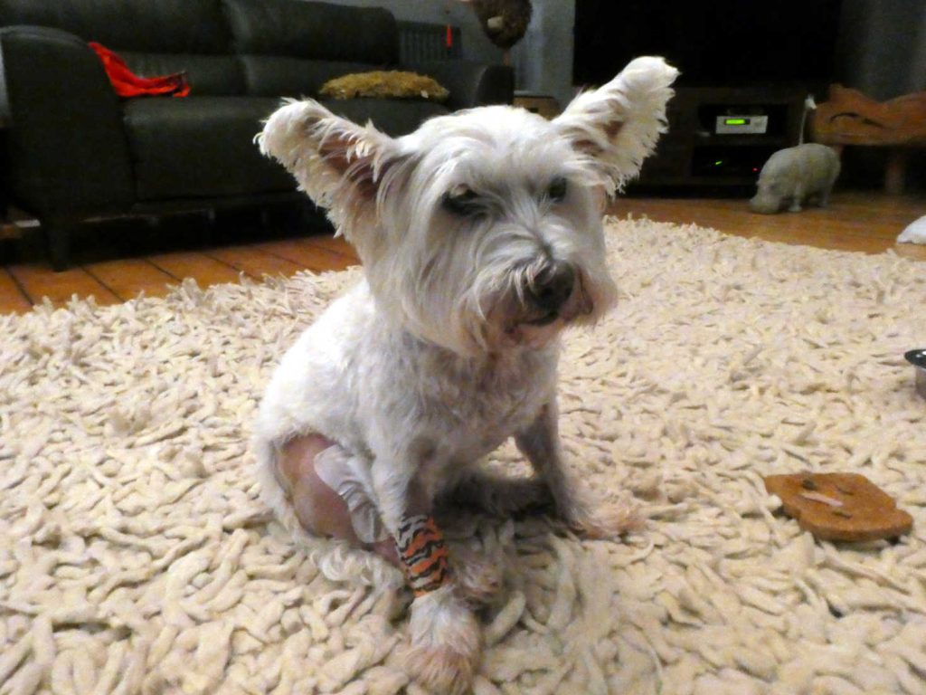 Cruciate Ligament Injury – Poppysocks