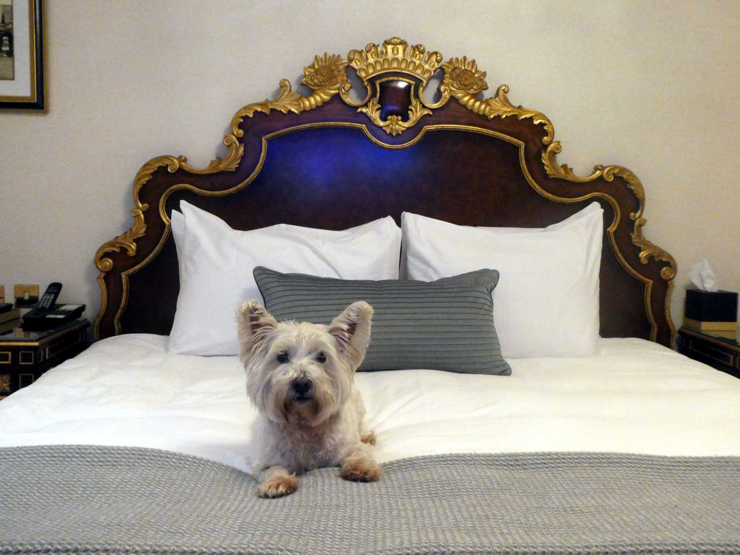 poppy the westie on bed at trump turnberry