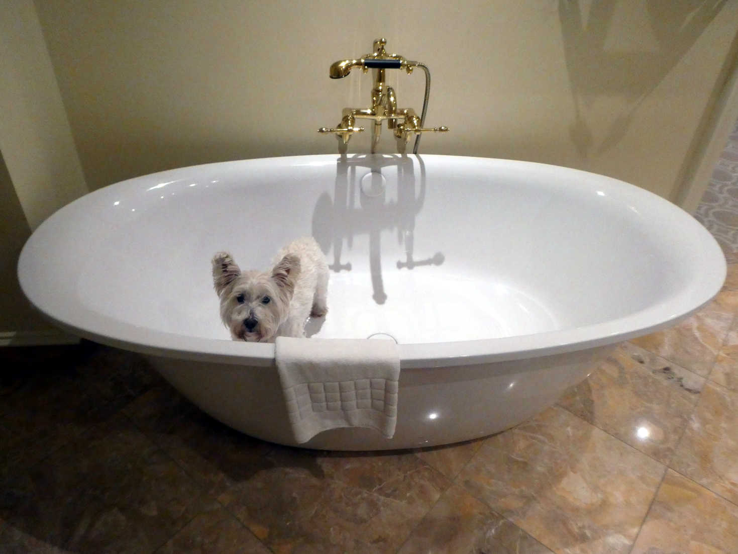 poppy the westie trapped in bath at trump turnberry