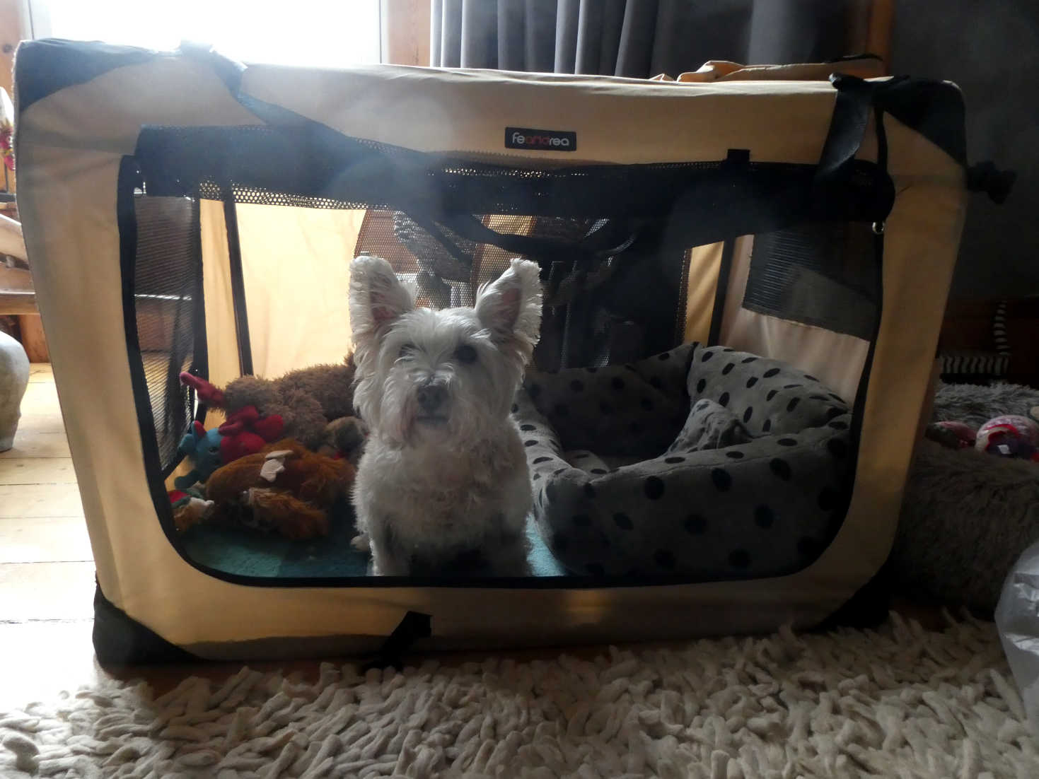 poppy the westie with new crate