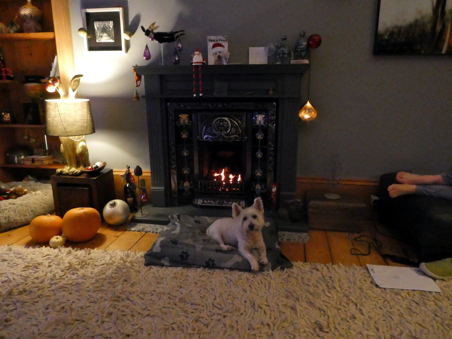 poppy the westie at fire after bath