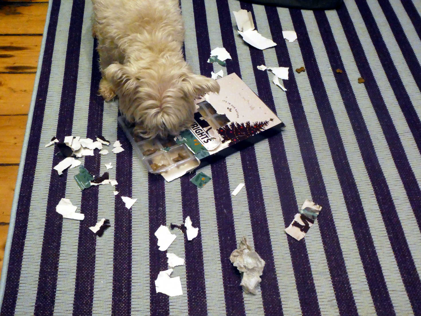 poppy the westie opens an advent calender