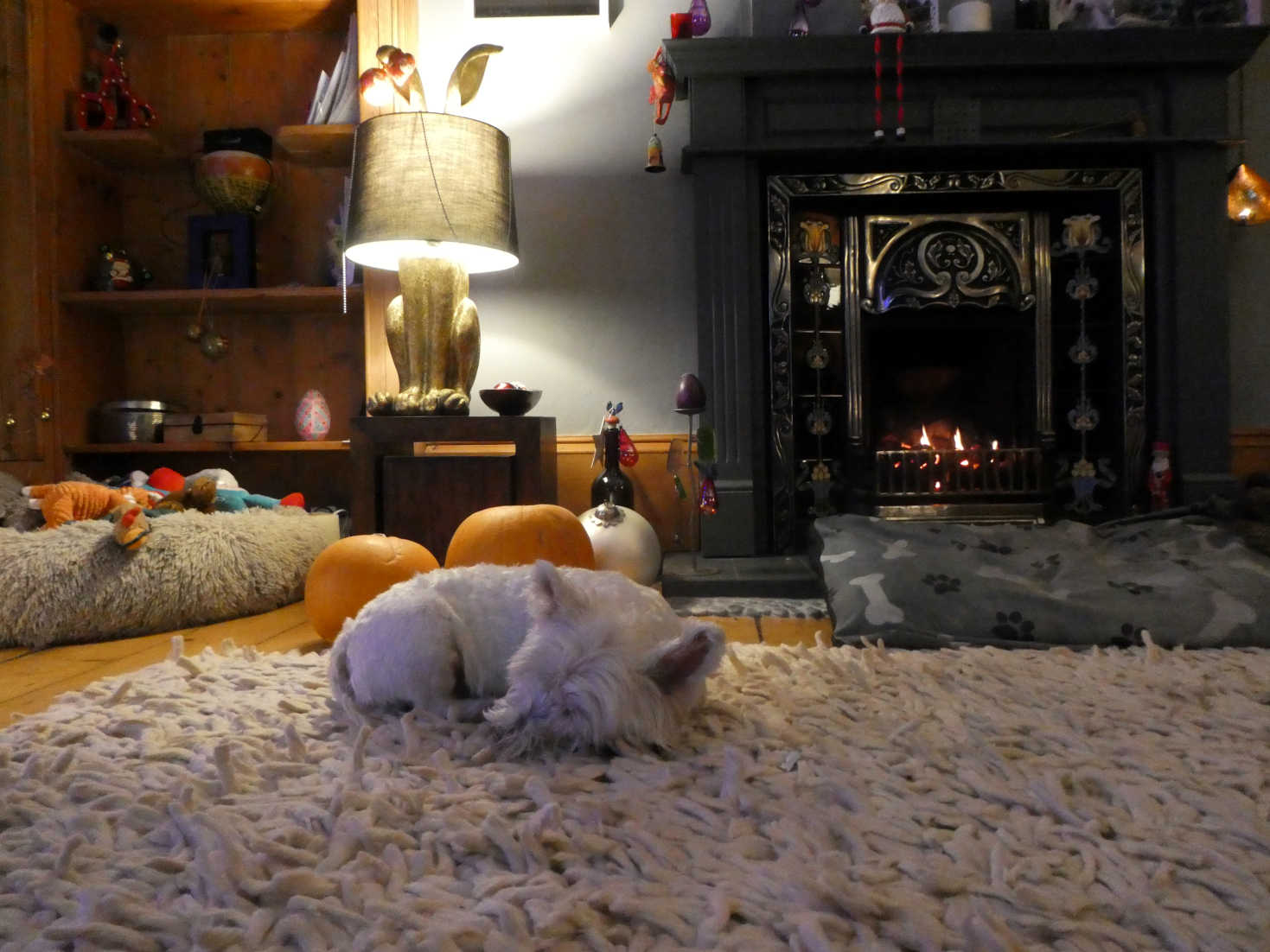 poppy the westie after dinner snooze
