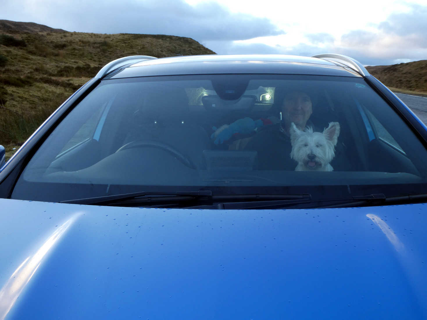 poppy the westie and dad in blue