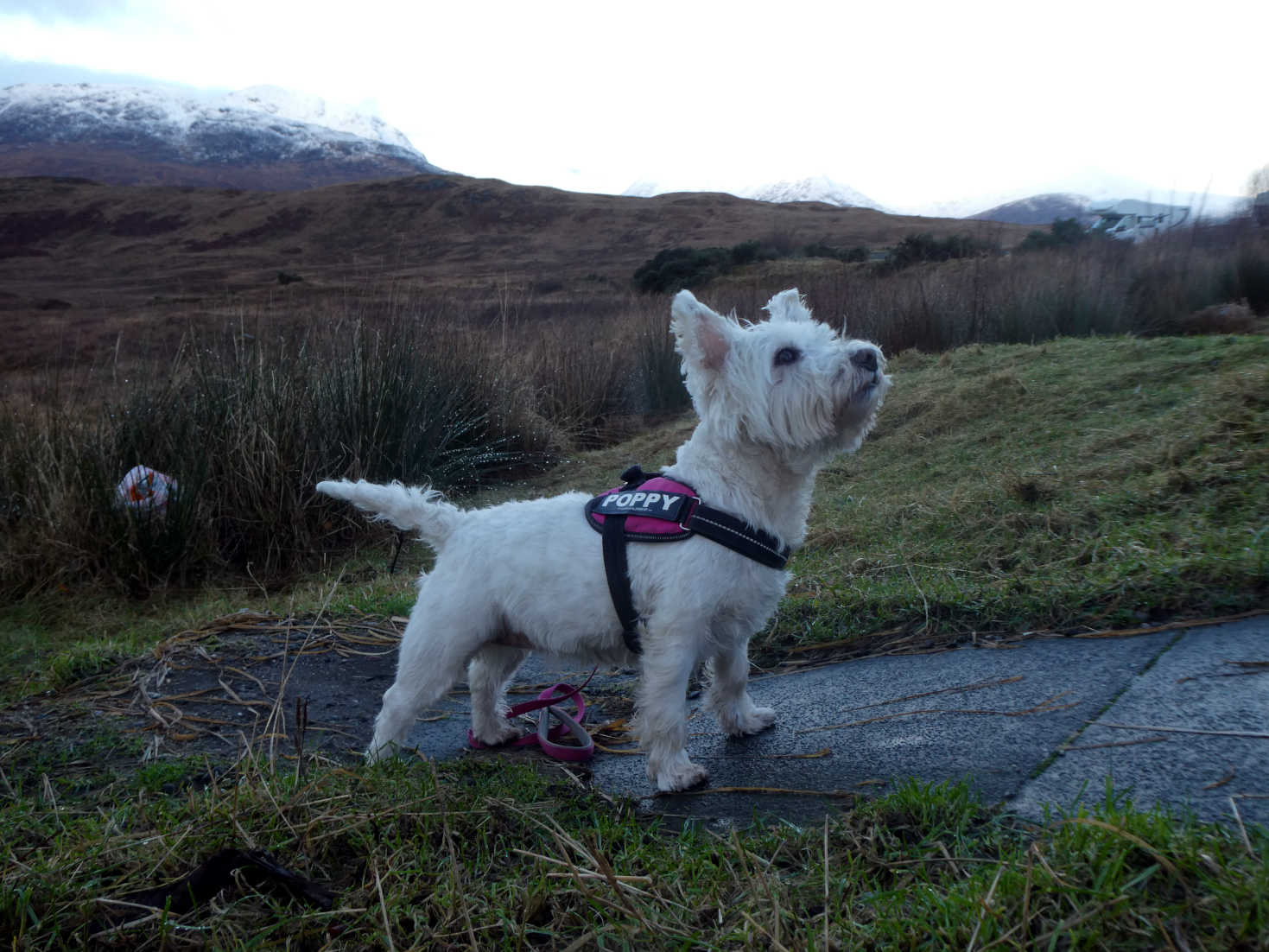 poppy the westie at Lochan na h Achlaise south