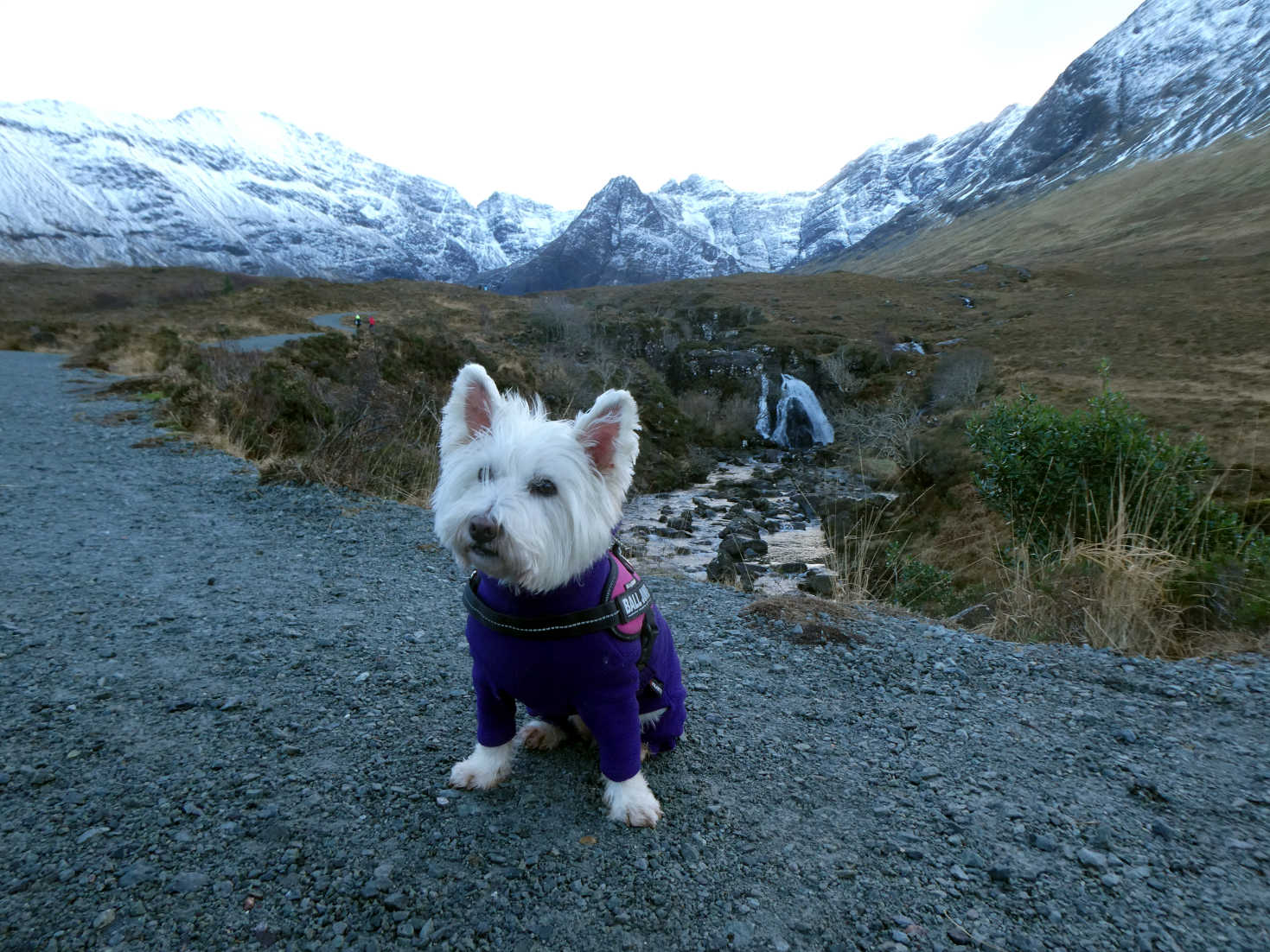 poppy the westie at the fairy pools in Skye