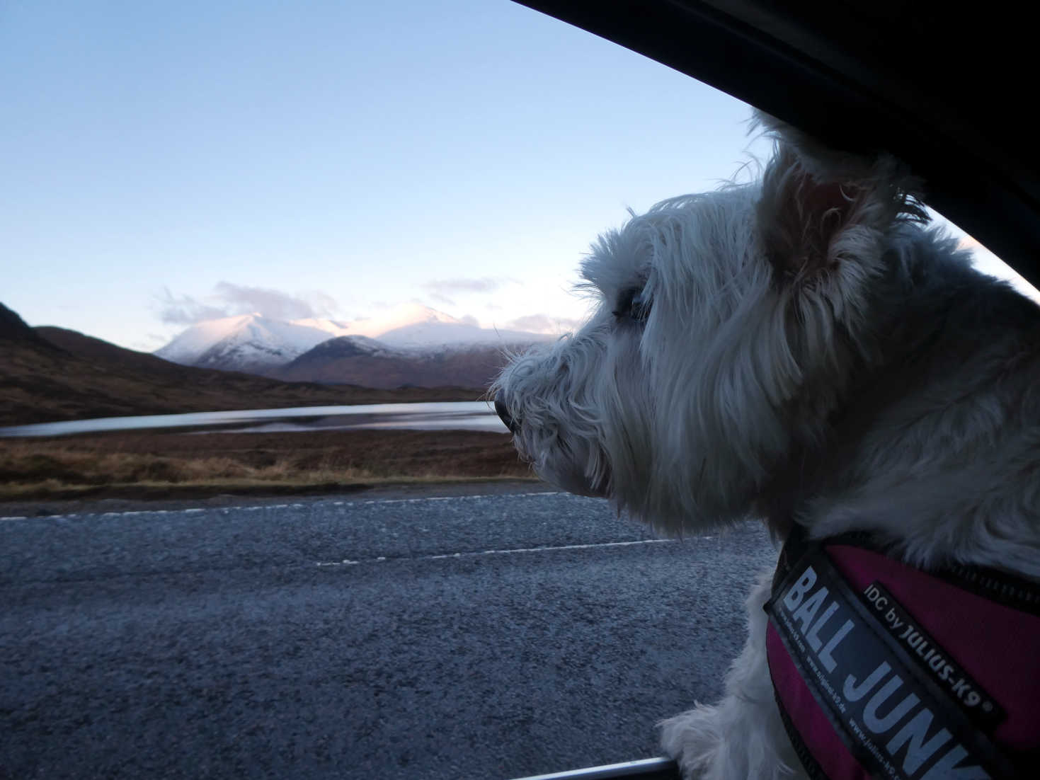 poppy the westie in blue looking at Lochan na h Achlaise