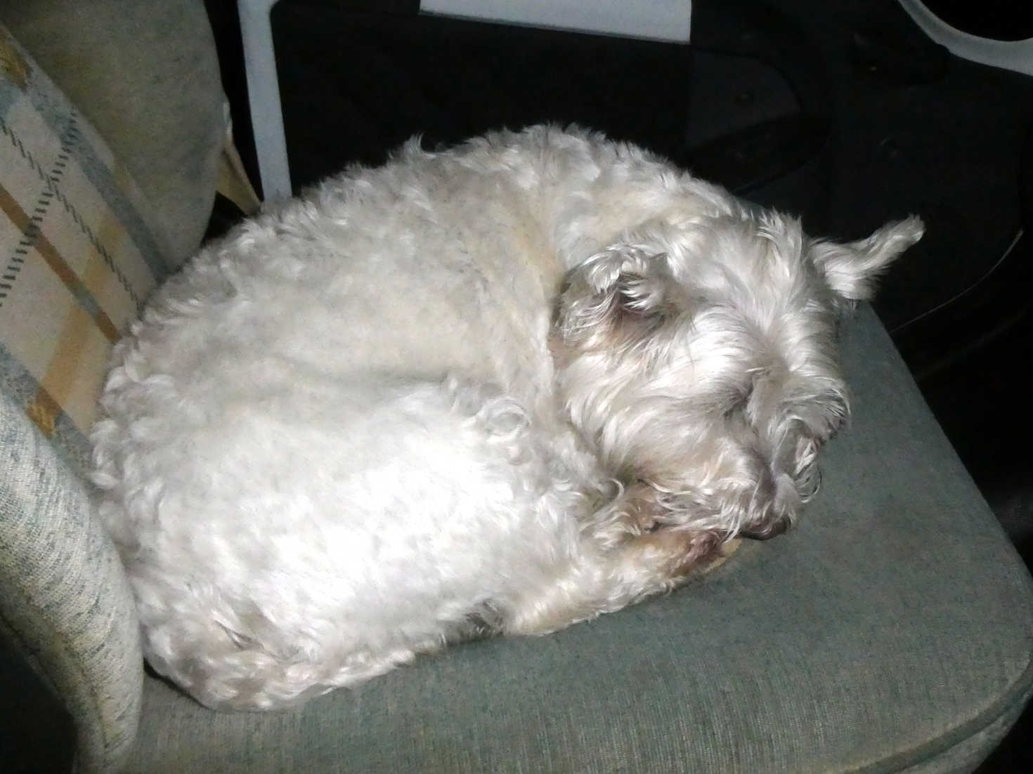 Poppy the westie crashes out in Betsy at castle cary holiday park creetown