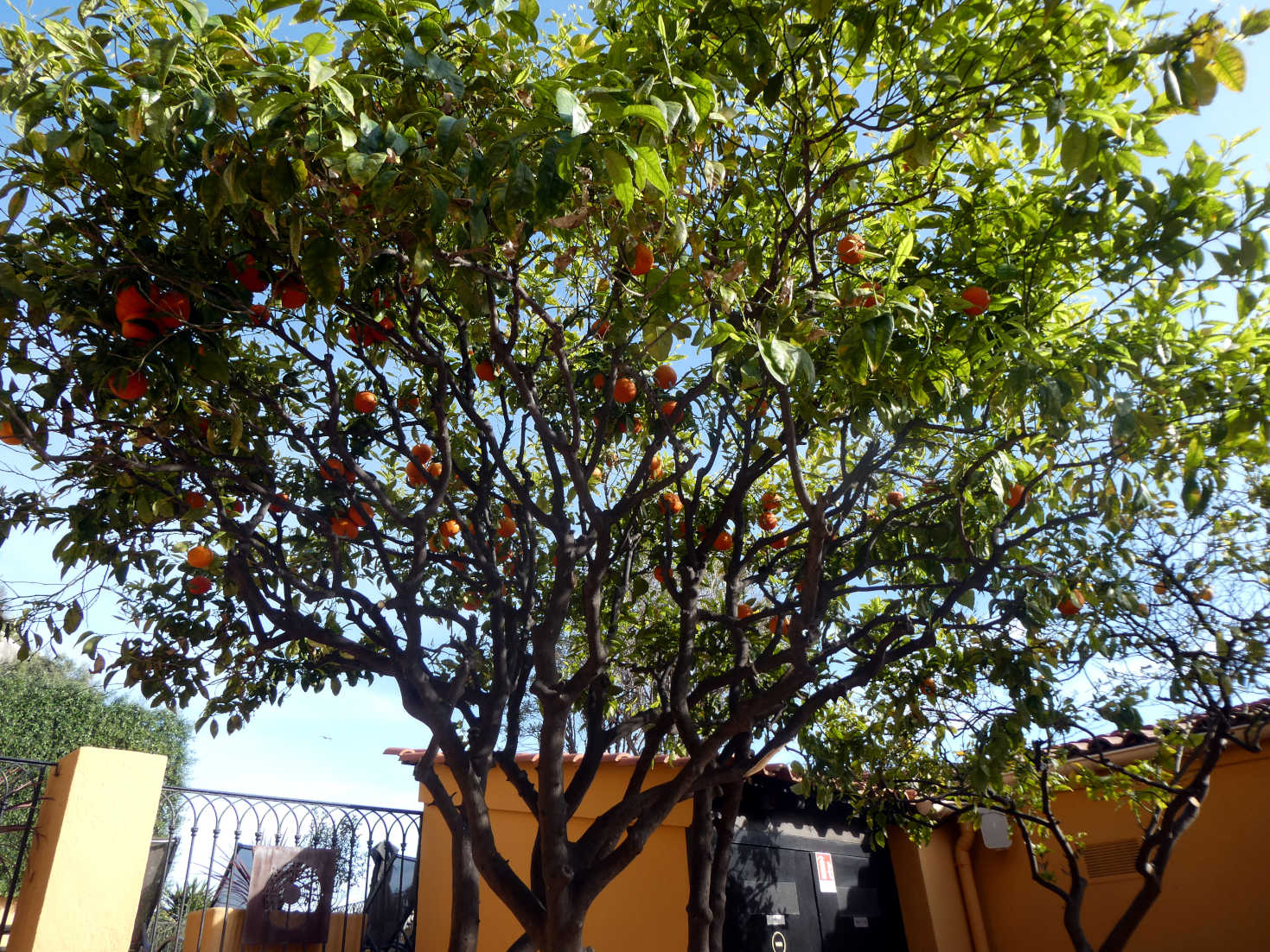 under the orange tree