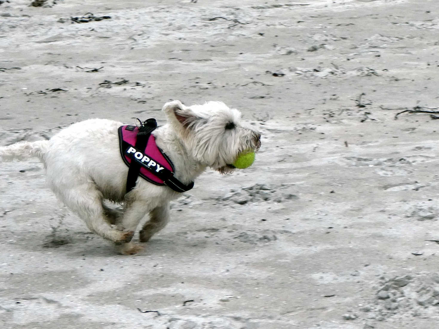 Poppy the wastie playing ball on Calgary beach