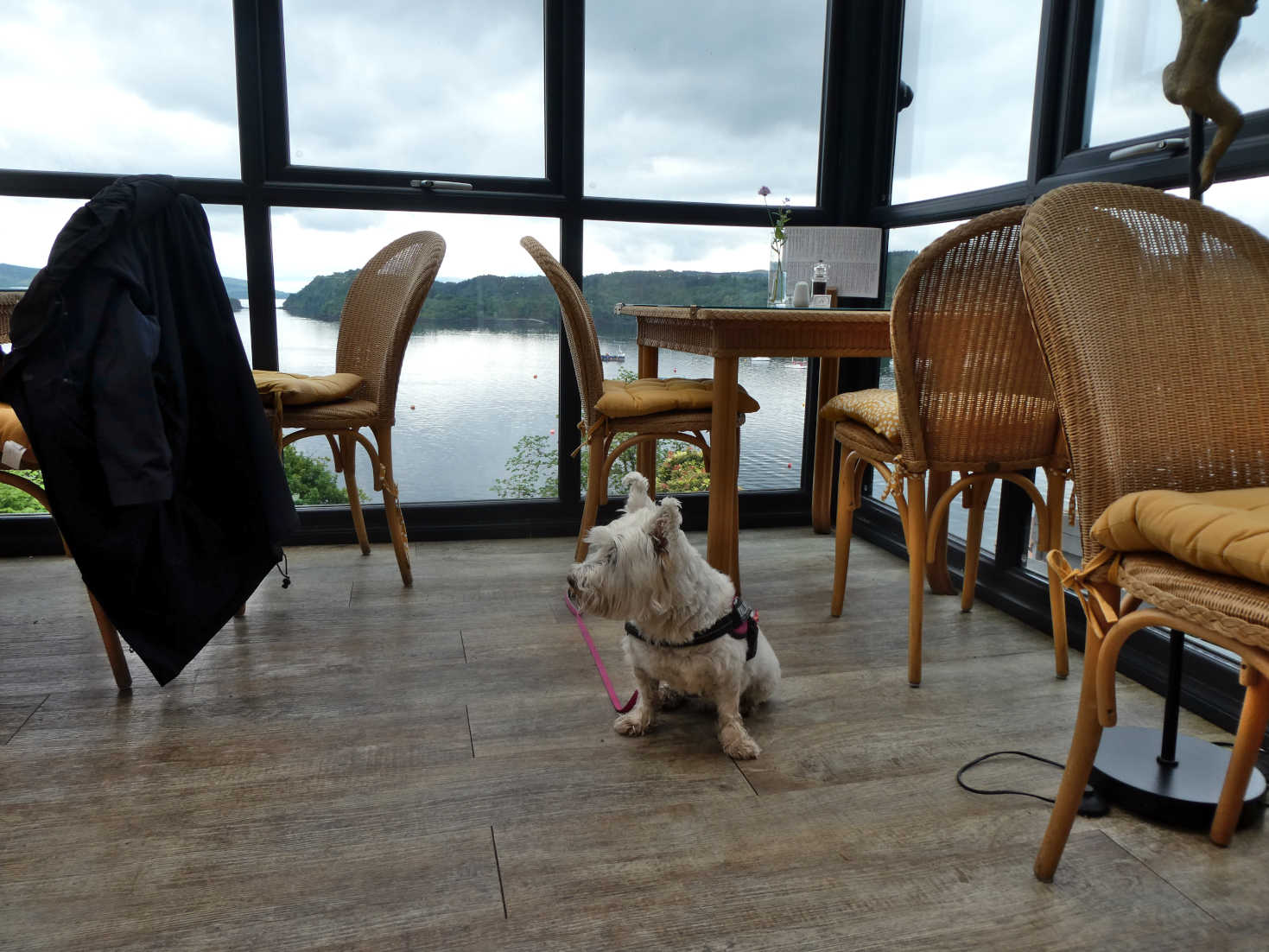 Poppy the westie goes for lunch at the western isles hotel