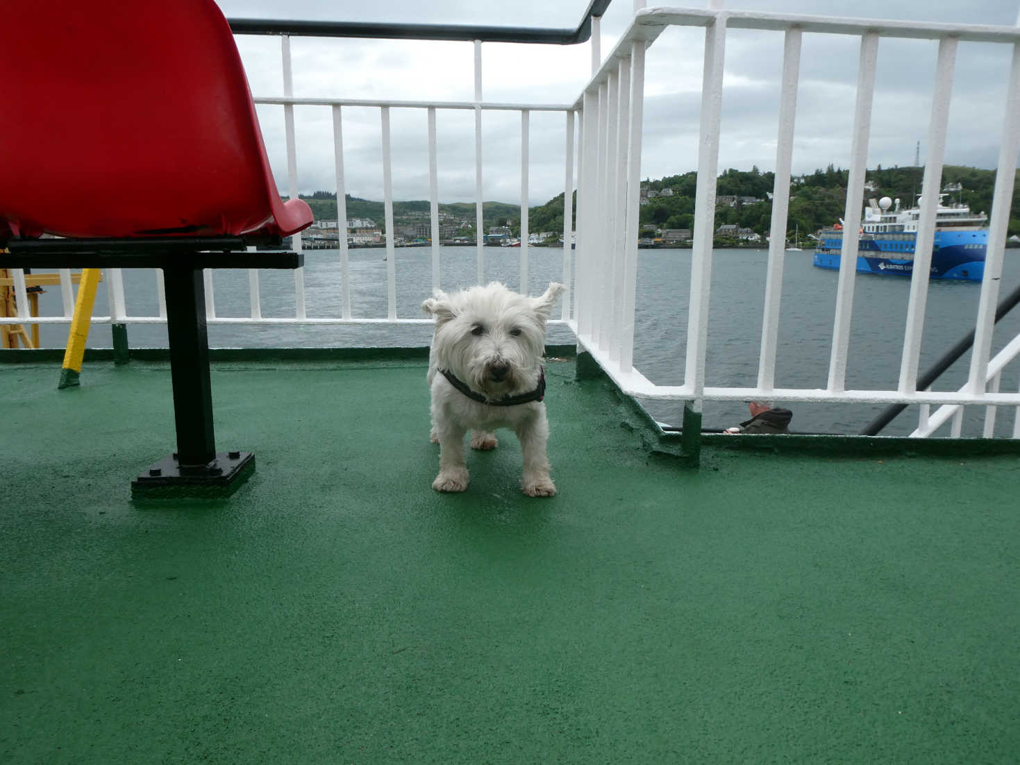 Poppy the westie on ferry to Mull