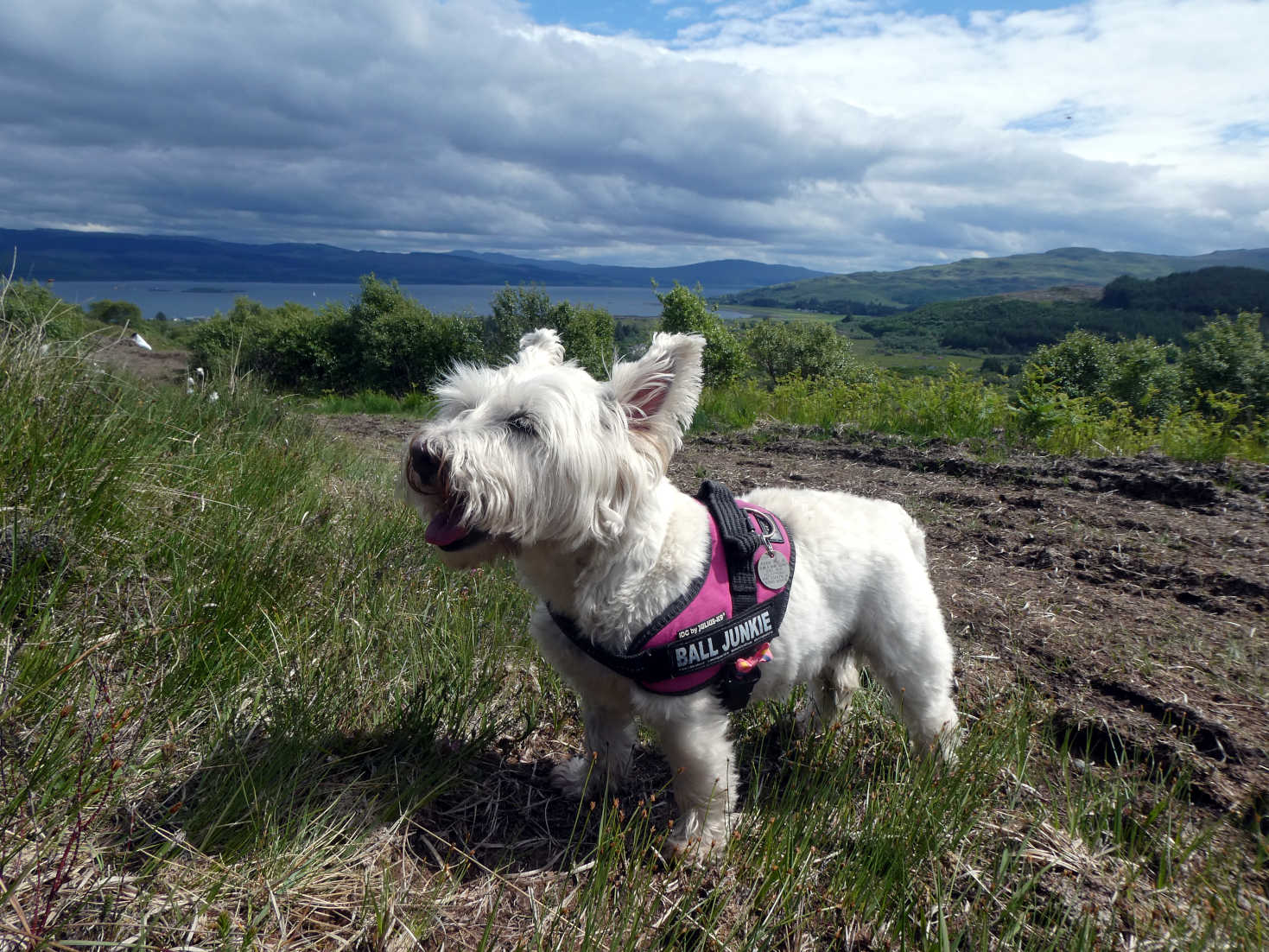 poppy the westie above the sound of Mull