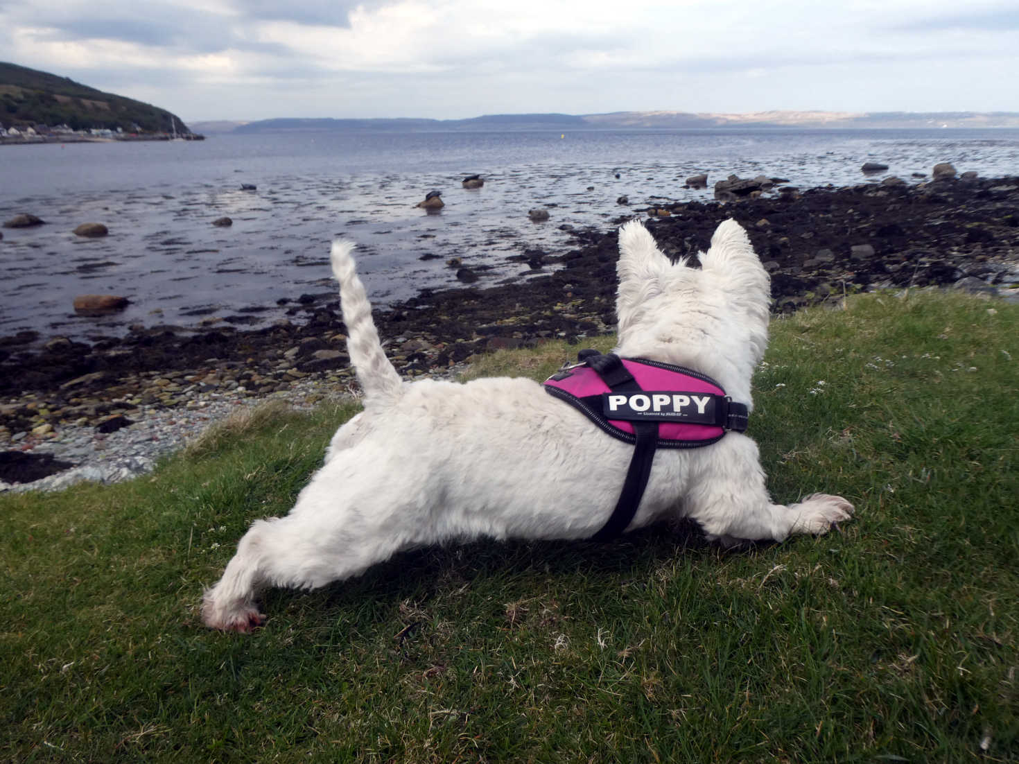 poppy the westie after the sealmonsters