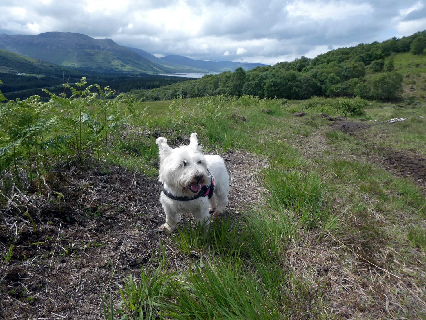 poppy the westie and the west coast of Mull