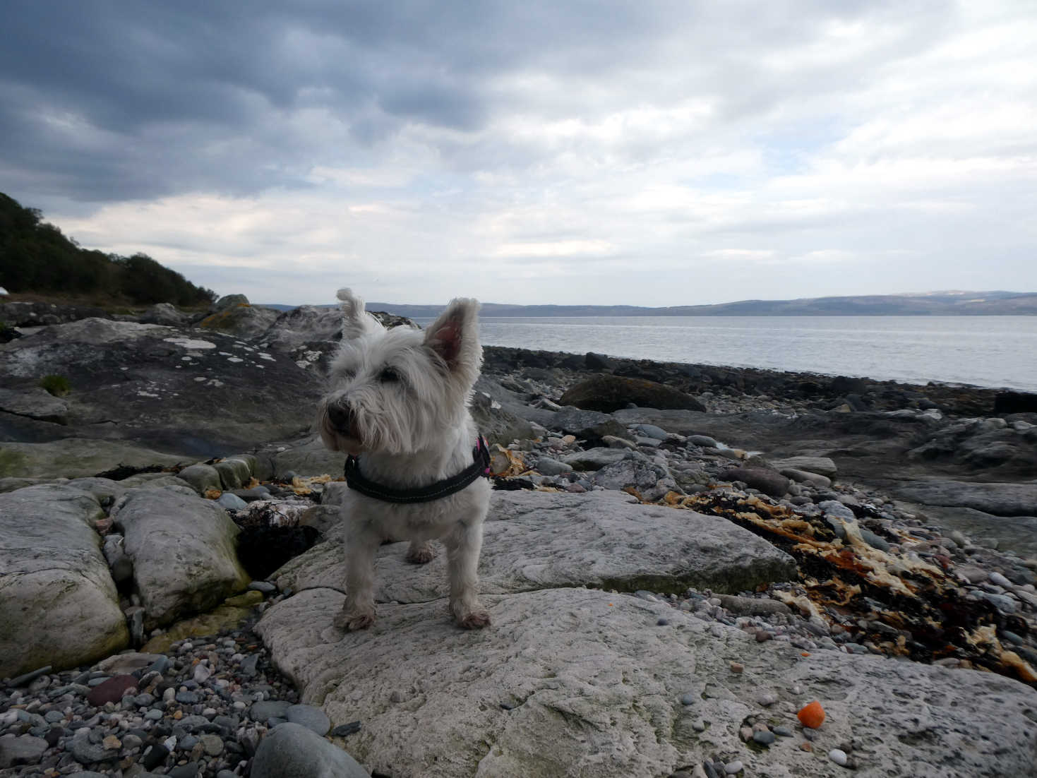 poppy the westie at picnic