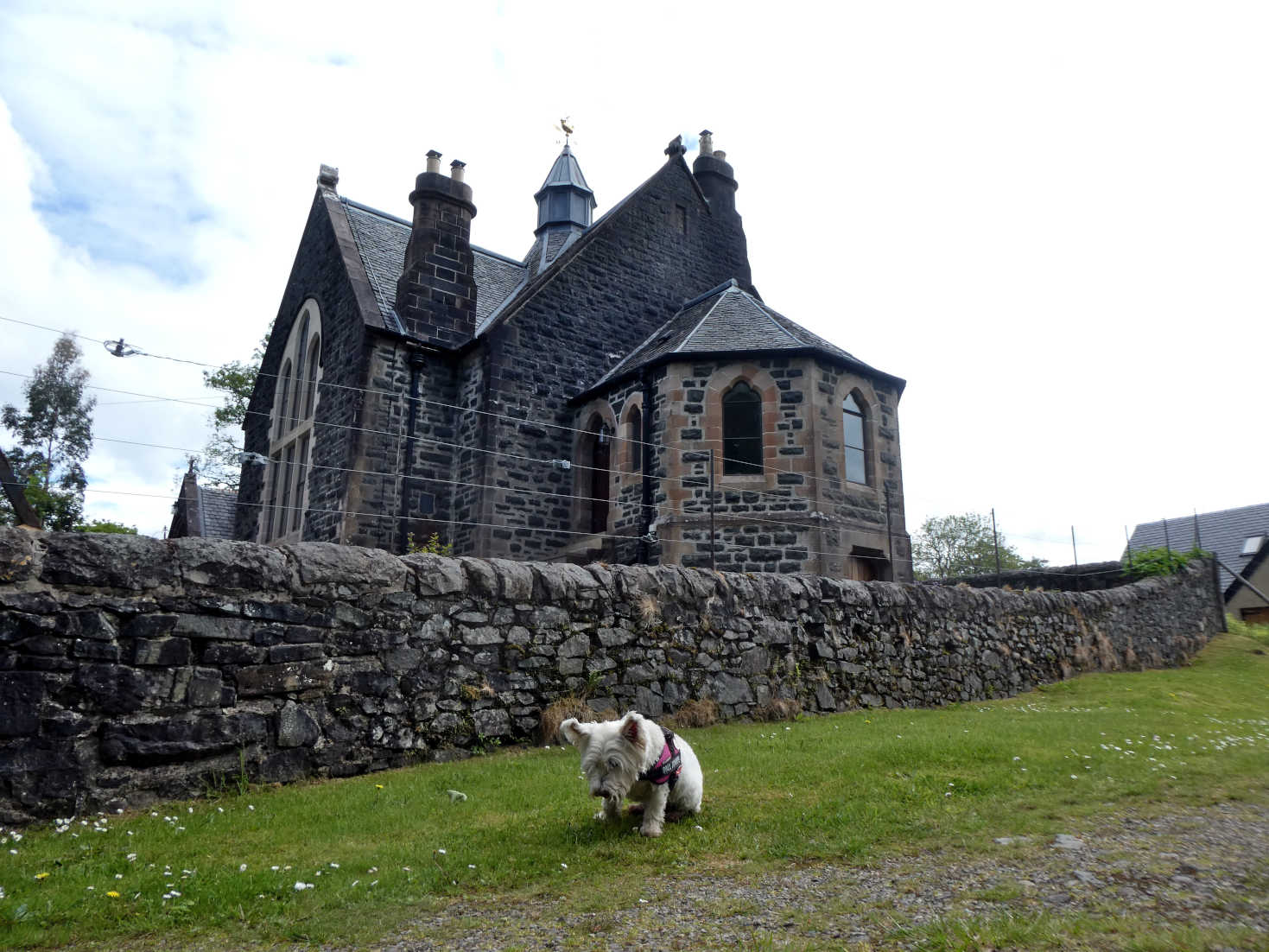 poppy the westie at the old church salem mull