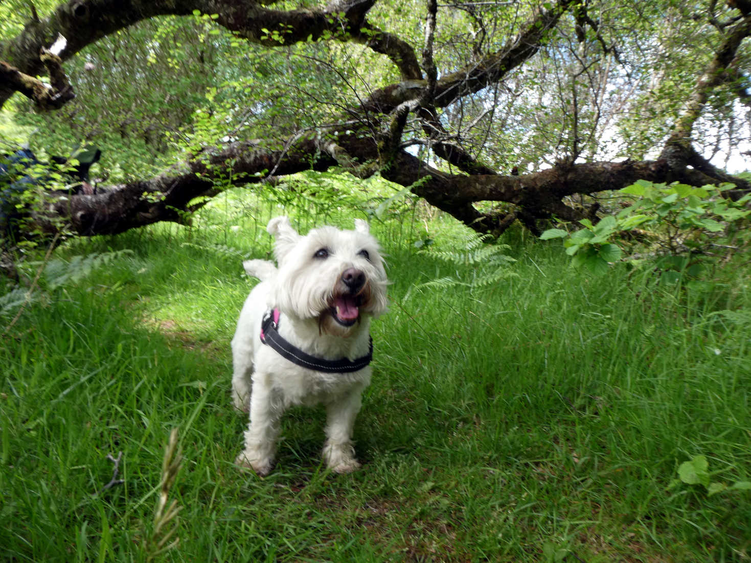 poppy the westie comming out of the woods