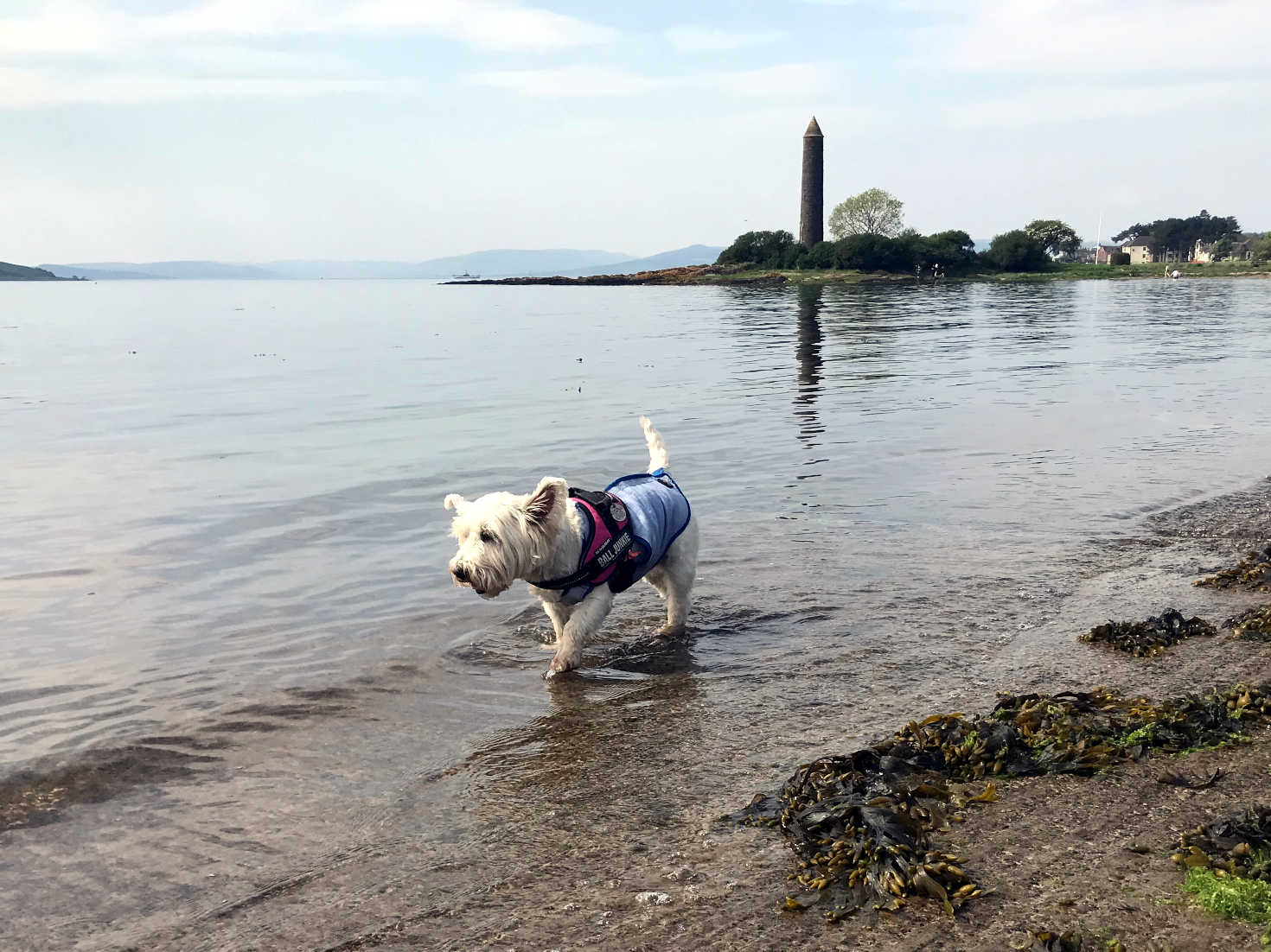 poppy the westie cooling her paws at Largs