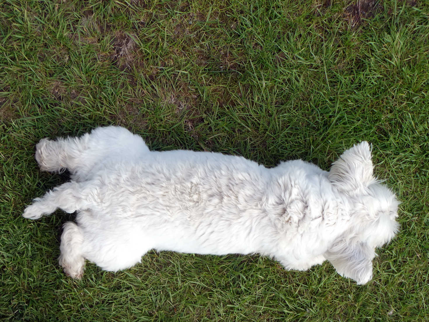 poppy the westie crashed out at salem