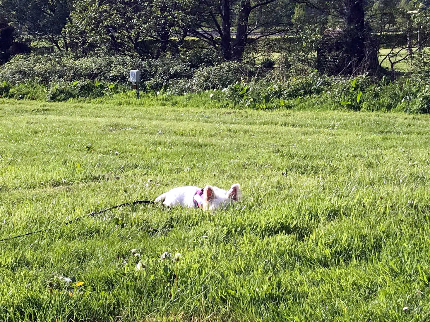 poppy the westie finds a comfy spot on the grass