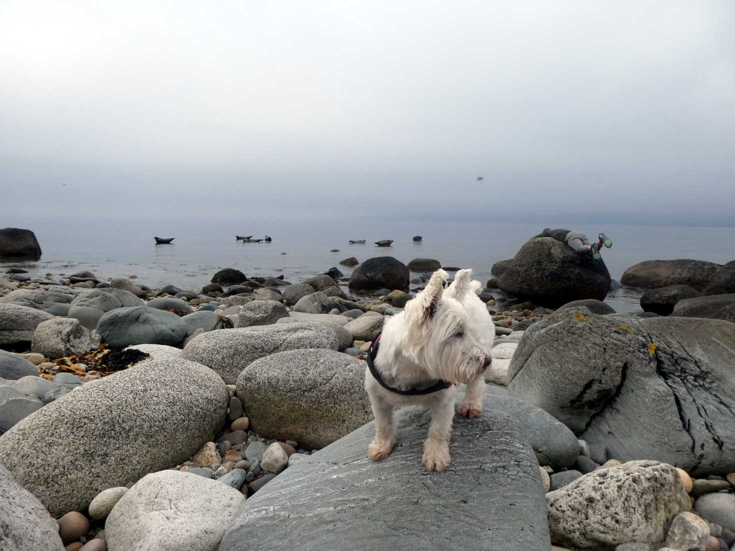 poppy the westie gives up on sealmonsters