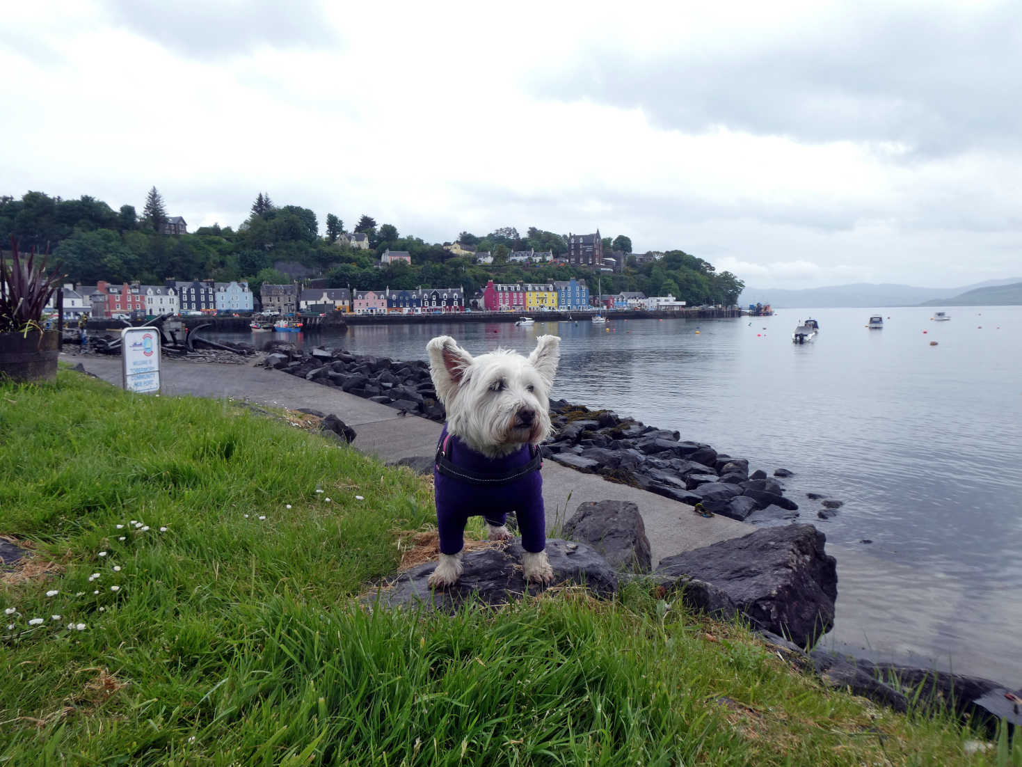 poppy the westie heads to the water tobermory