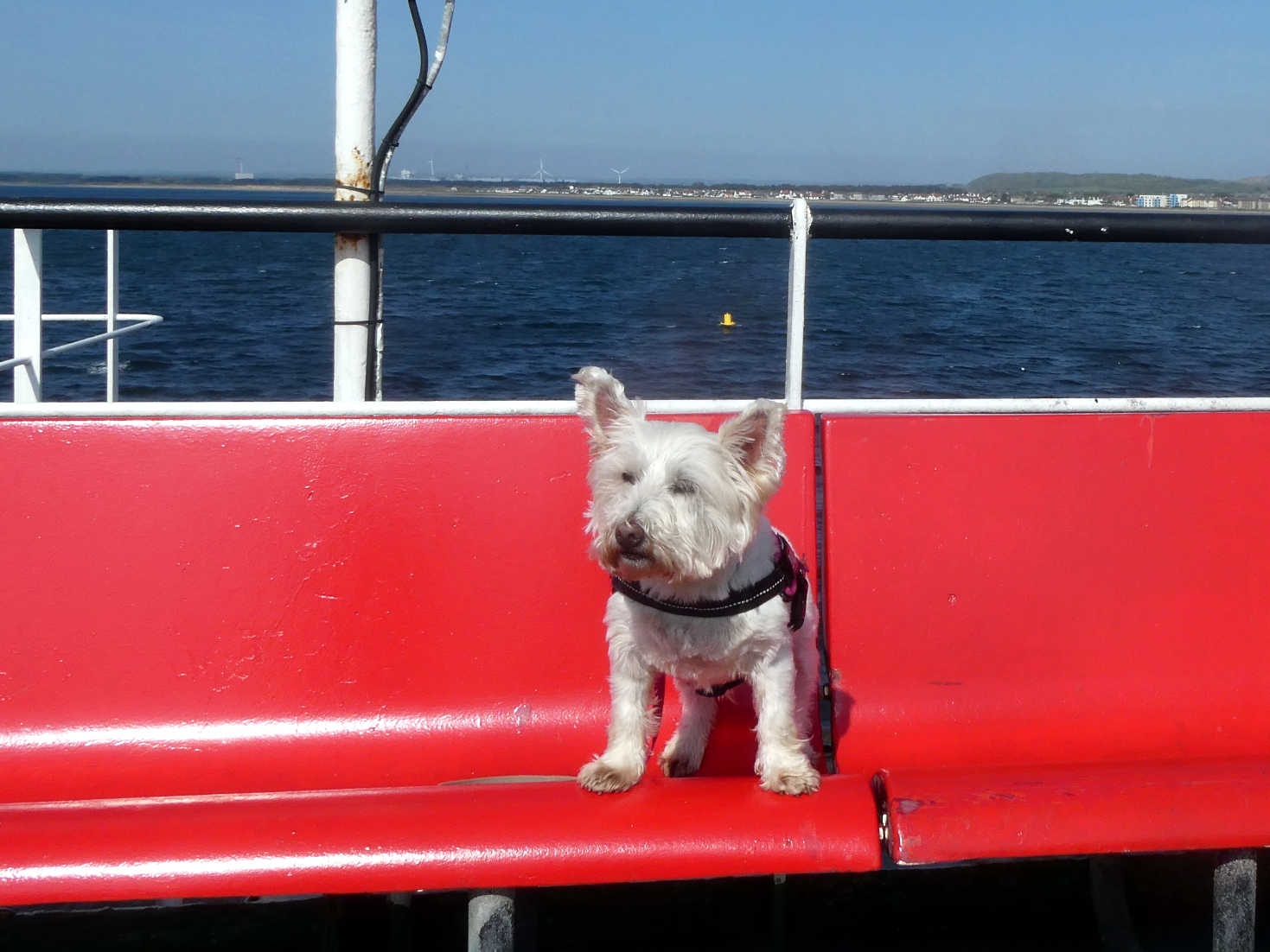 poppy the westie on a new ferry to arran