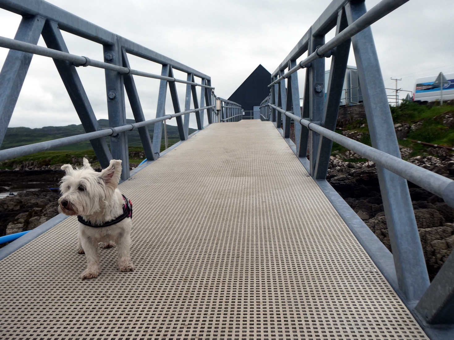 poppy the westie on the jetty at the ulva ferry