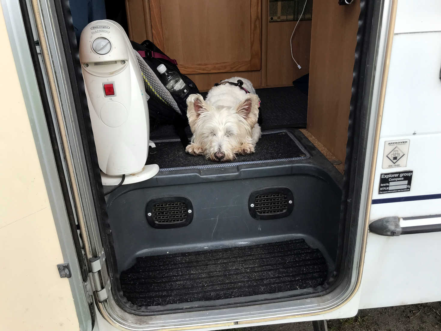 poppy the westie snoozing at the door