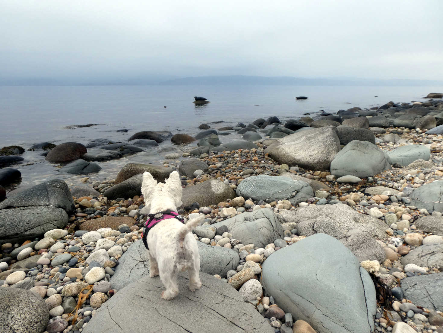 poppy the westie spotts more sealmonsters