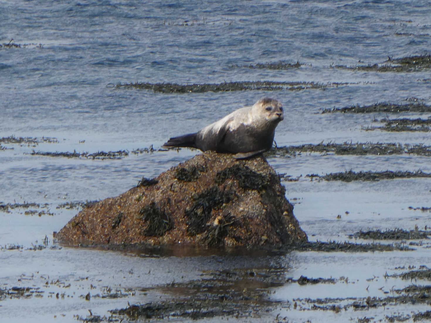 sealmonster on rock
