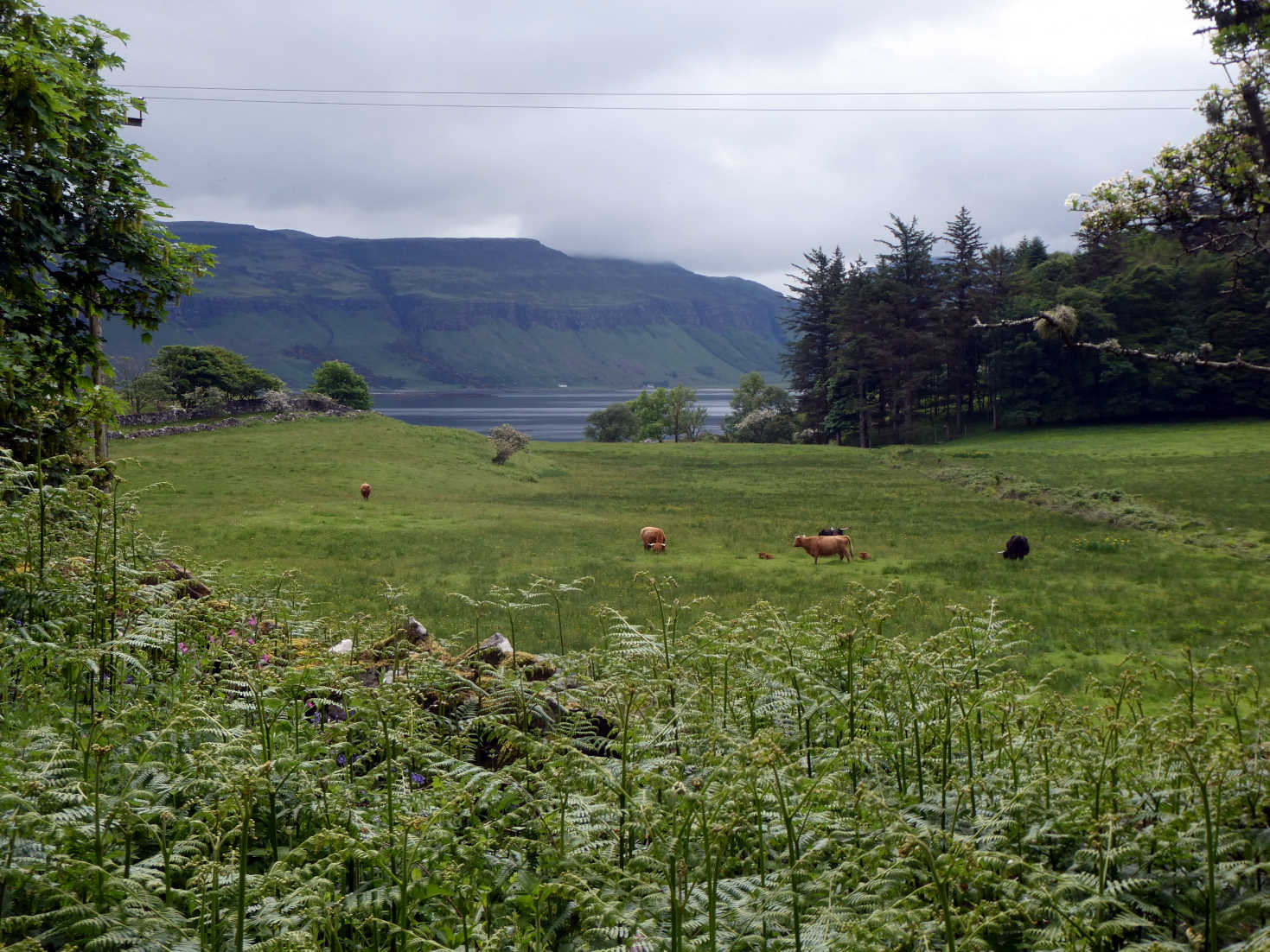 wild highland cows
