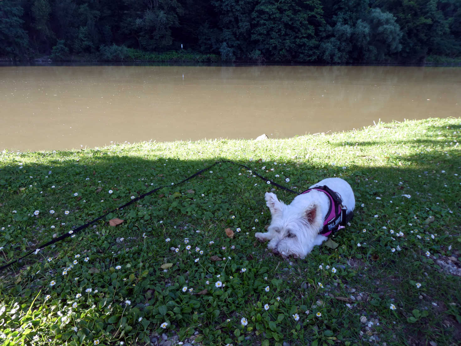 Poppy the westie at camp in Heidelberg