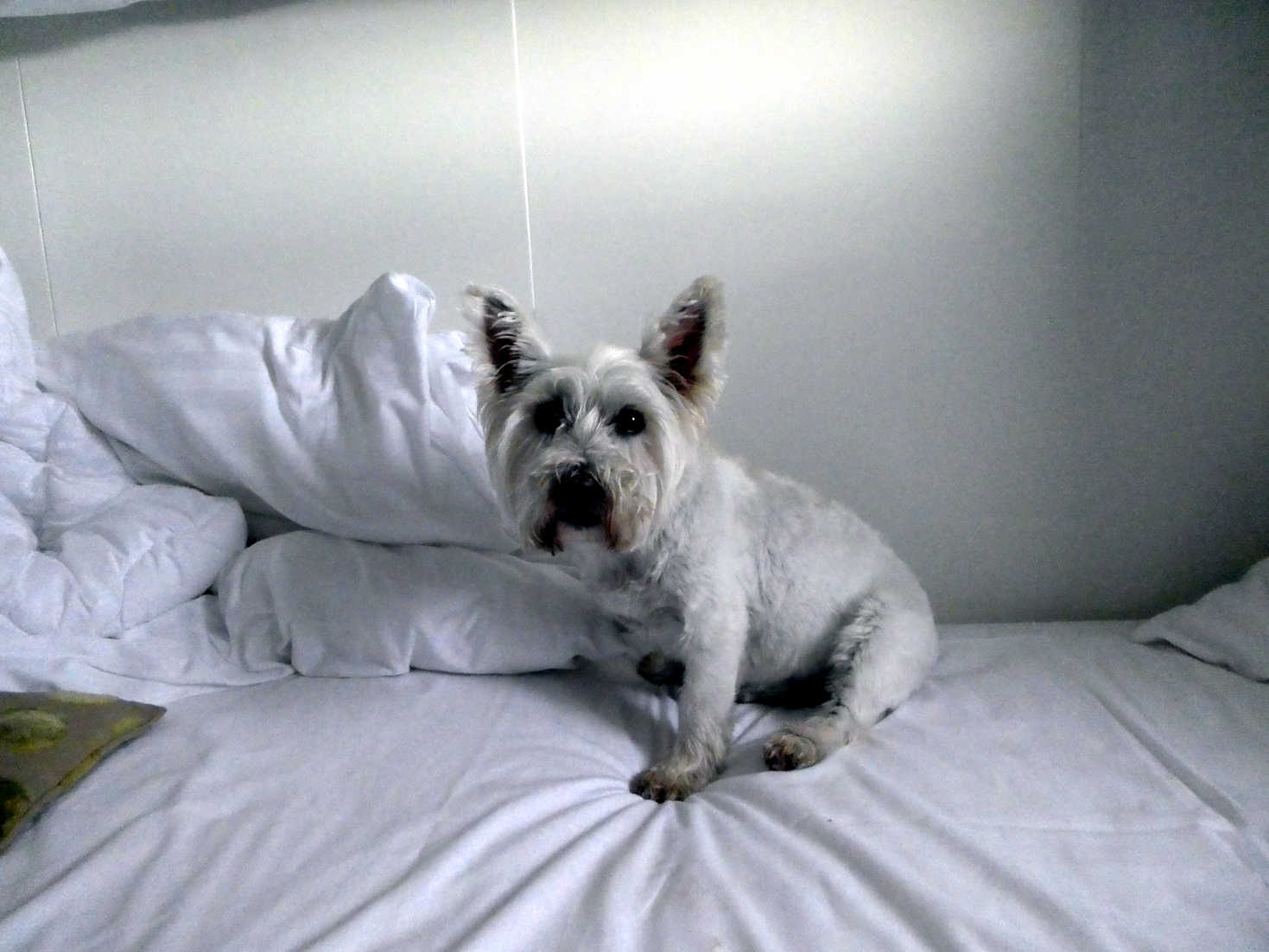 Poppy the westie gets comfy in the cabin