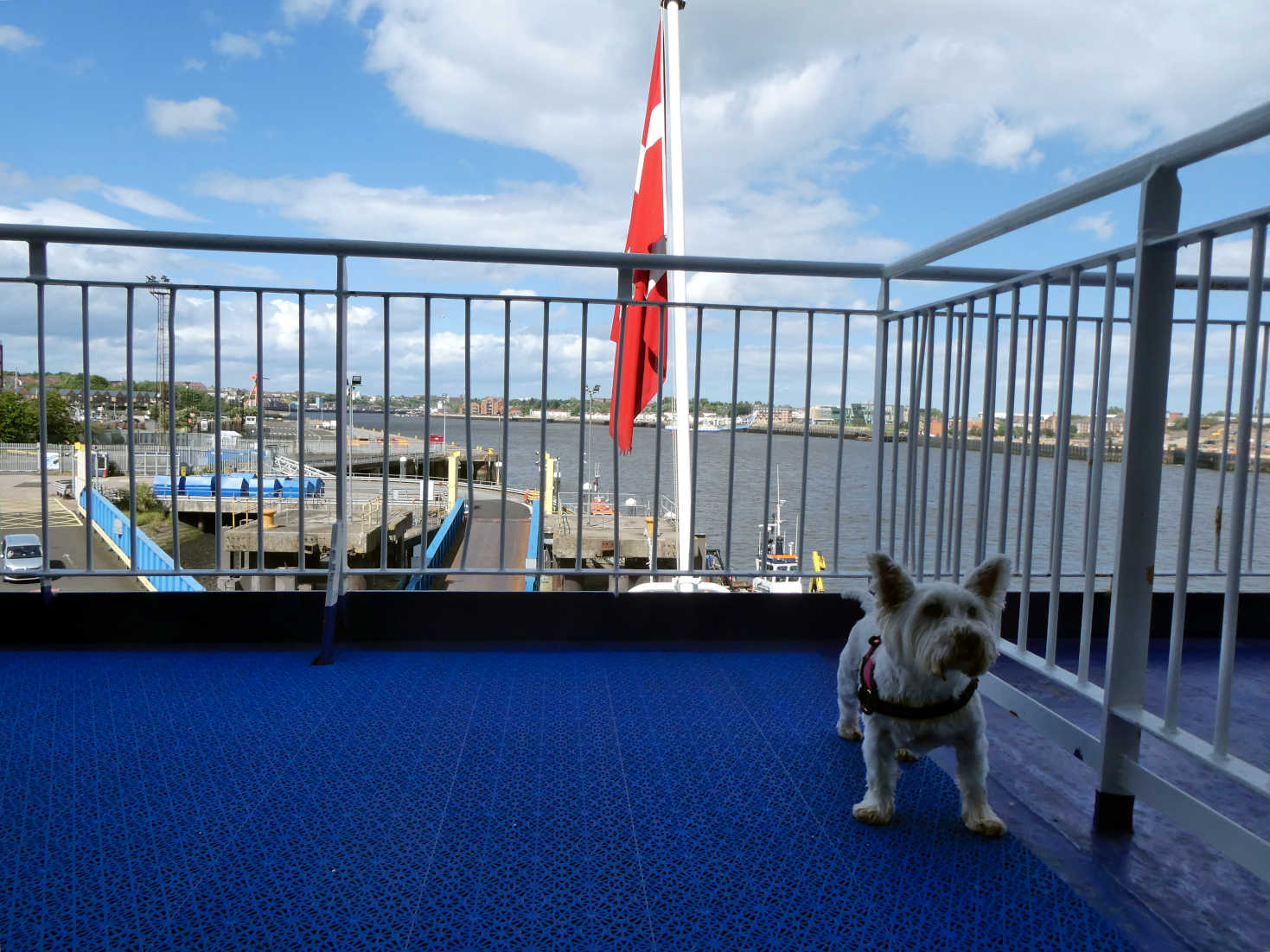 Poppy the westie on boat to Amsterdam