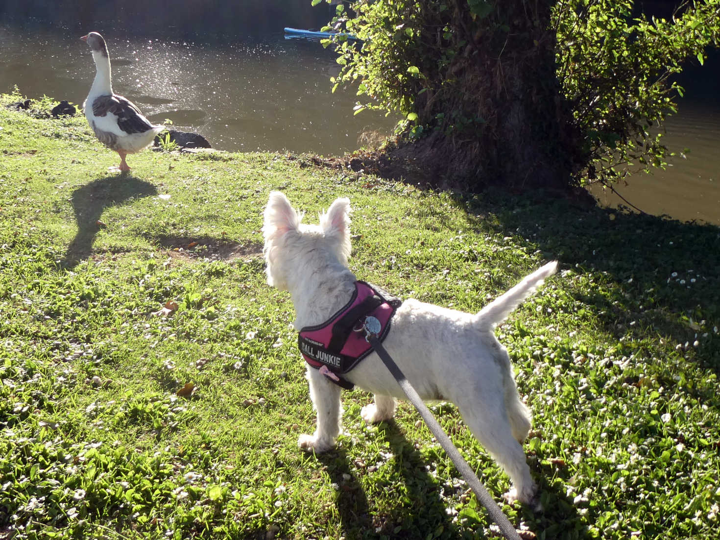 Poppy the westie v geece