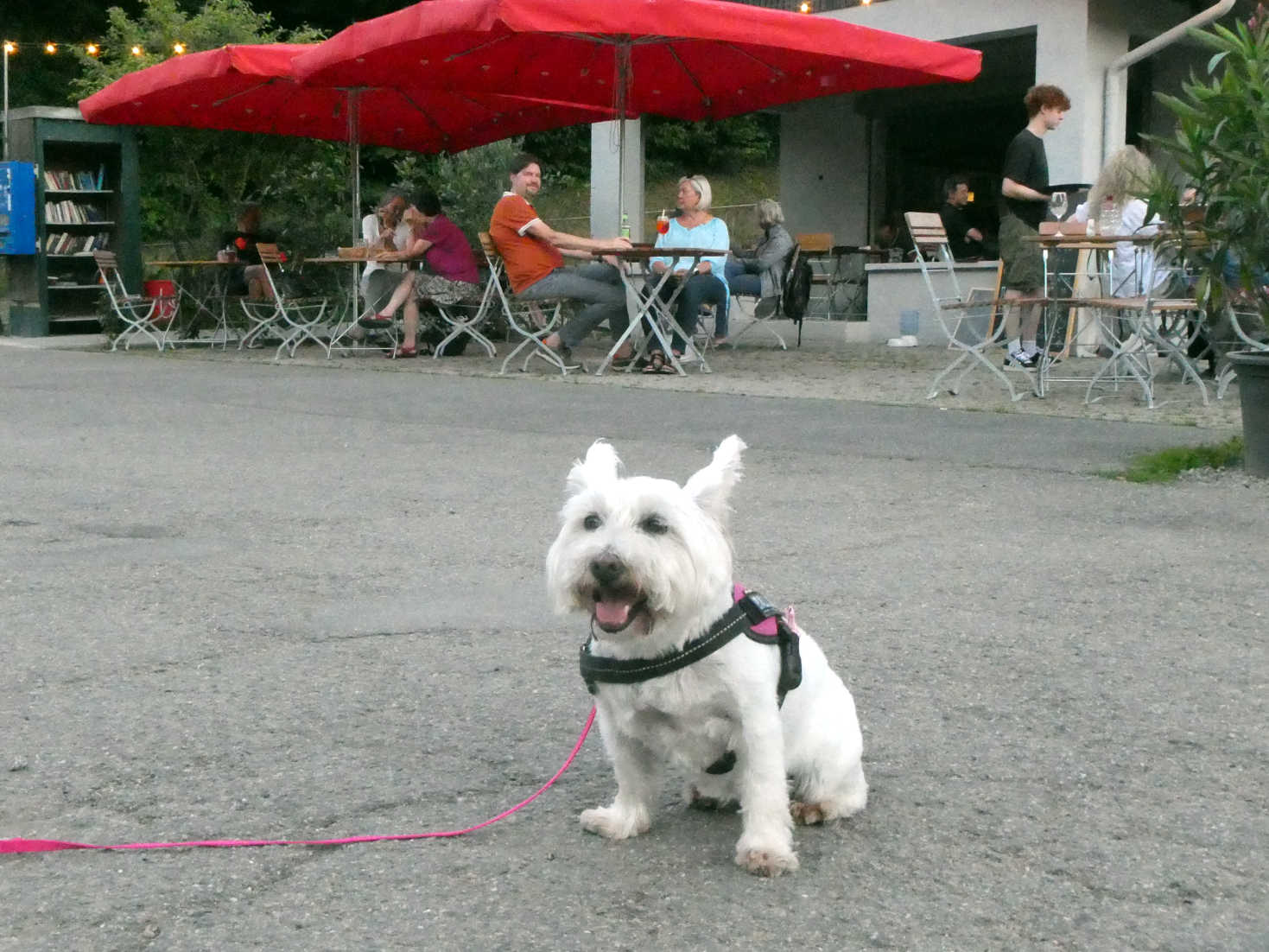 poppy the westie at Campingplatz der Friedensbruke