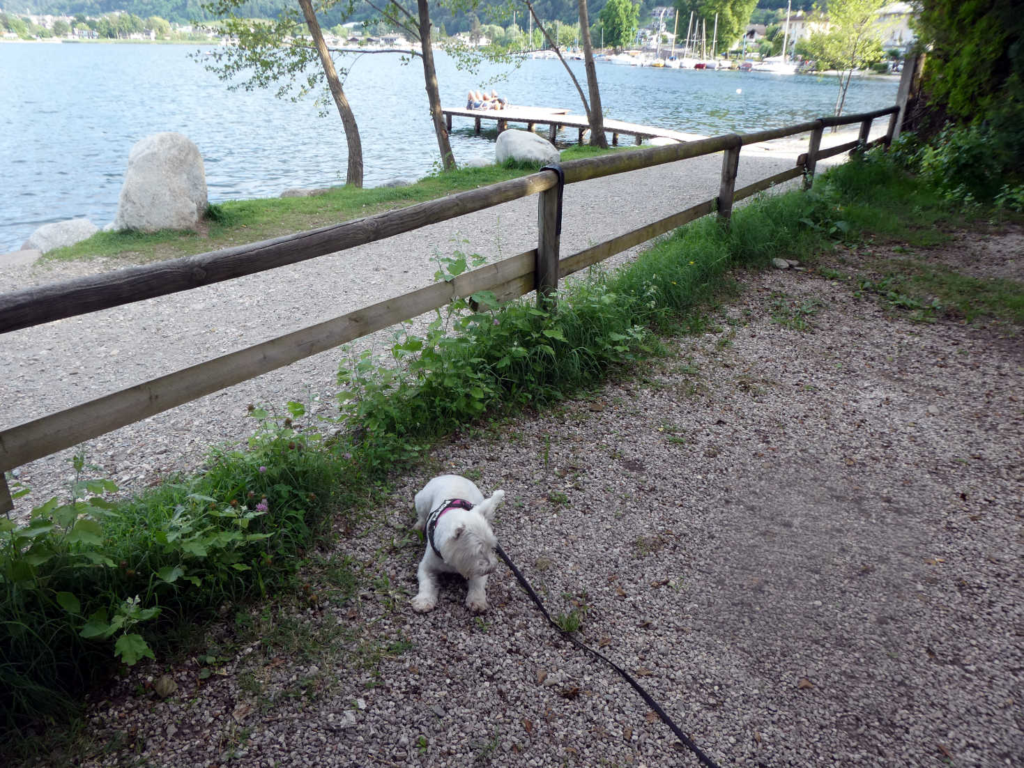 Poppy the Westie at new camp in Caldonazzo