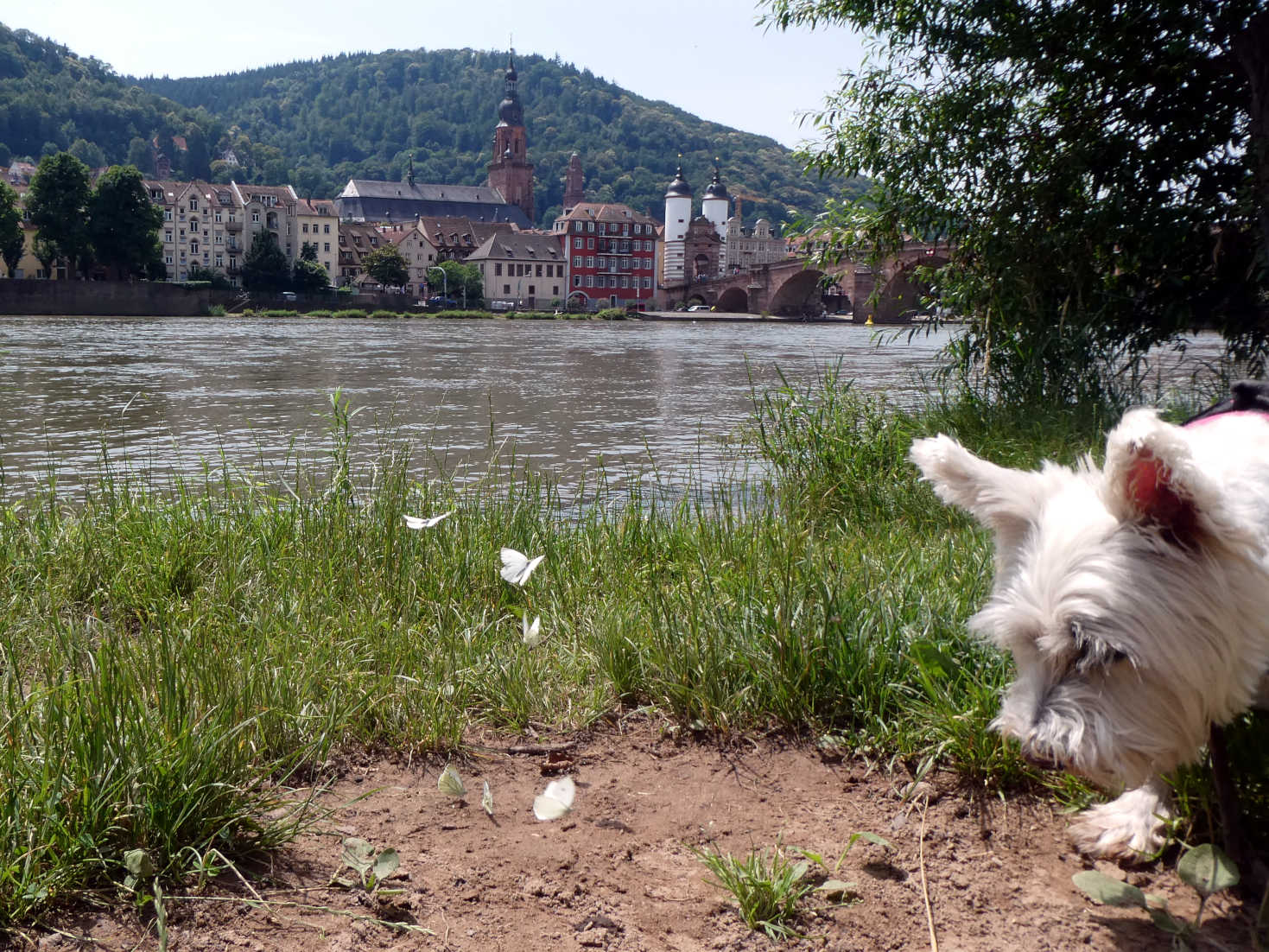 Poppy the westie Butterflys and Heidelberg