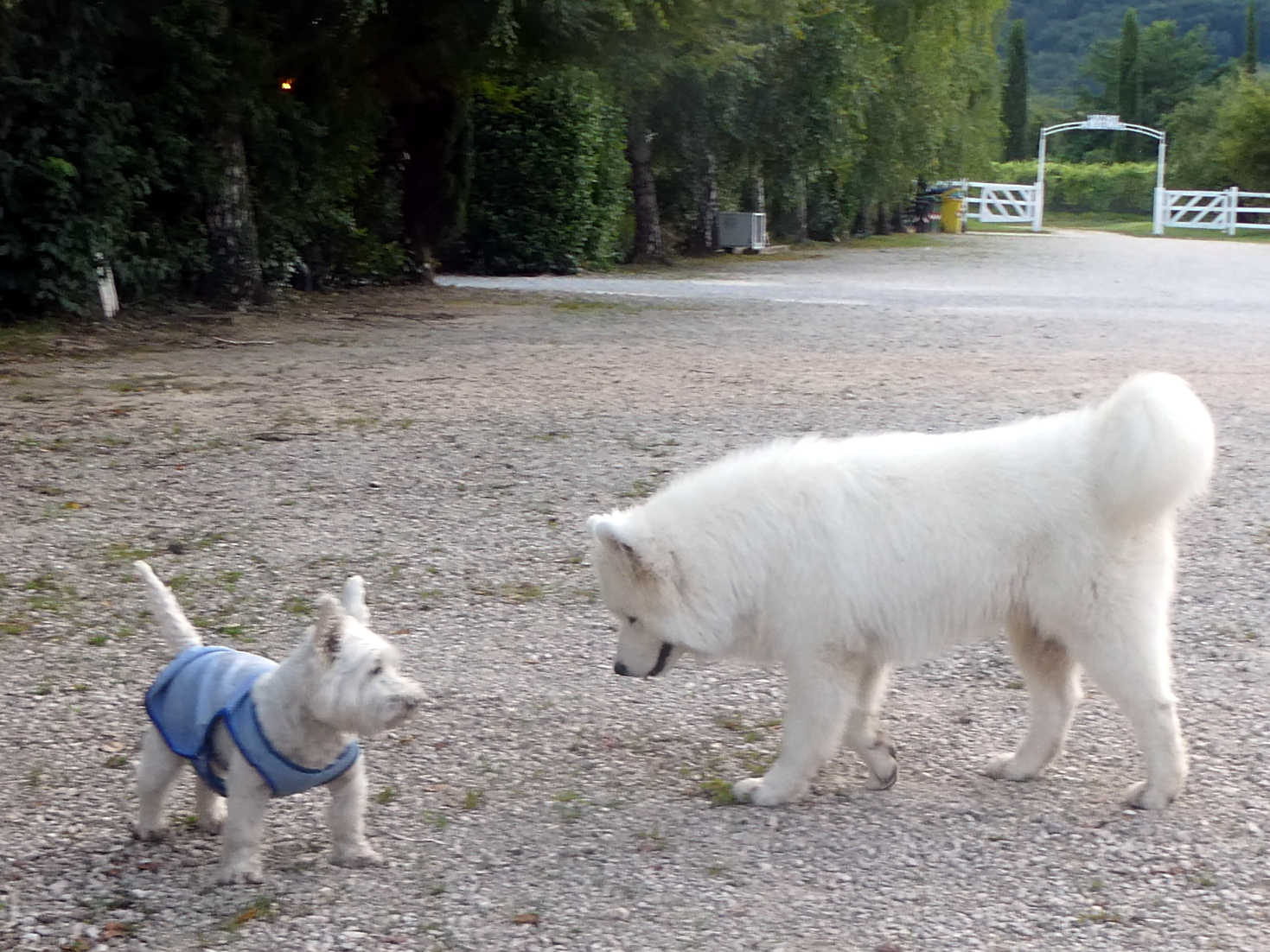 Poppy the westie and Arno