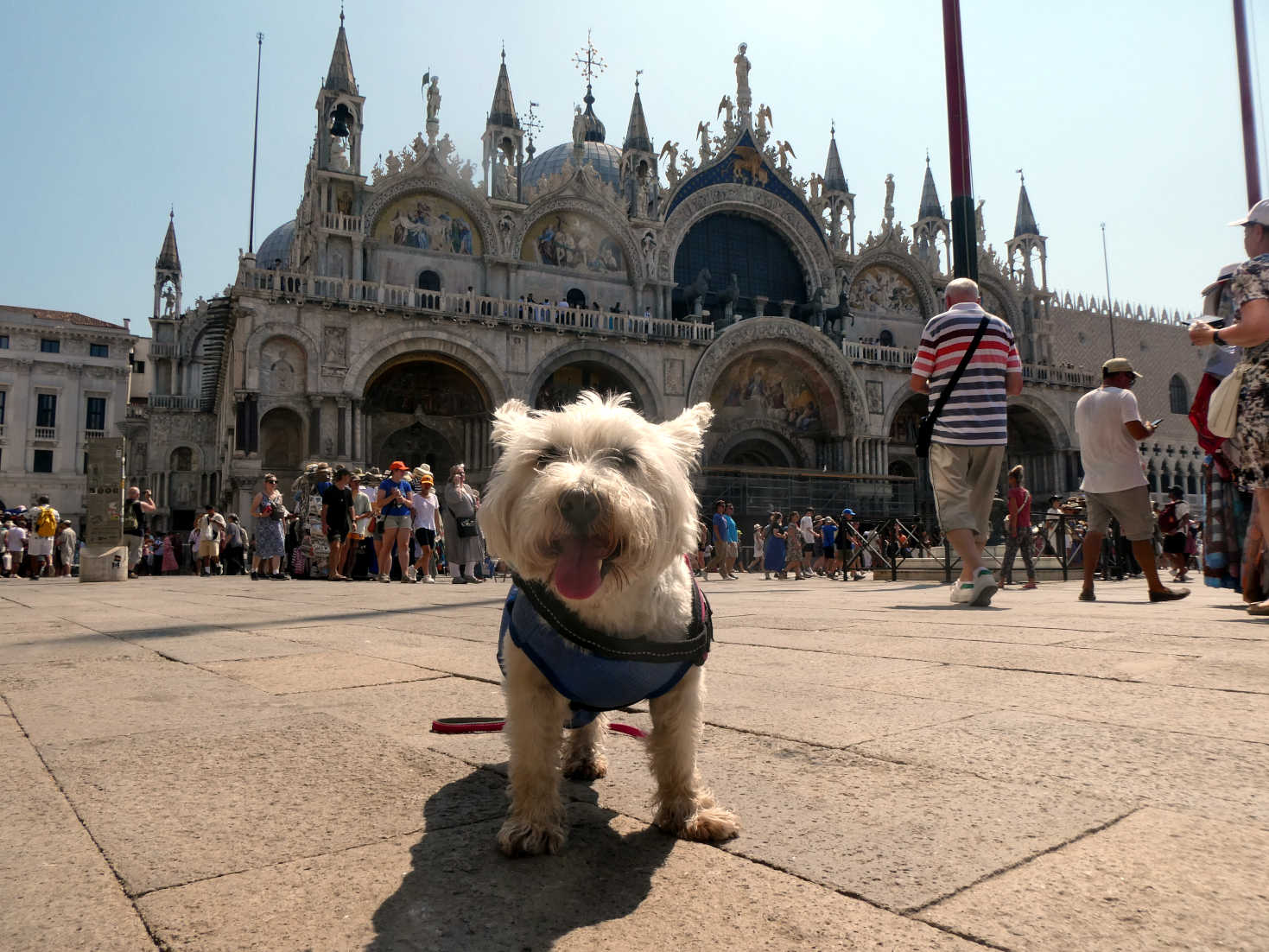 Poppy the westie at Piazza San Marco Venice