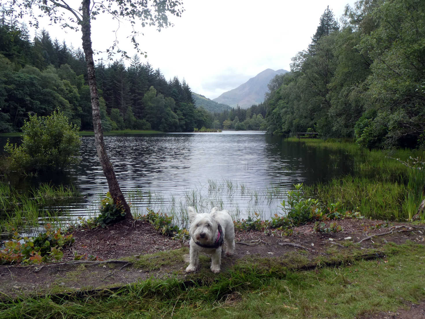 Poppy the westie at the Glen Coe Lochan